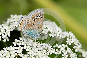 Common Blue Polyommatus icarus