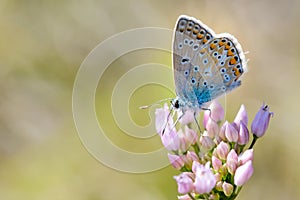 Common Blue or Polyommatus Icarus Butterfly