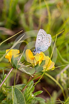 Common blue polyommatus icarus butterfly on a bird`s-foot trefoil lotus corniculatus blossom