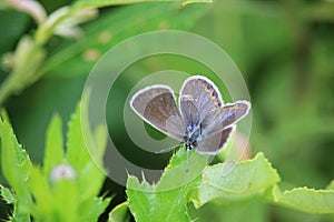 Common blue Polyommatus icarus butterfly female sitting on a meadow plant leaf.