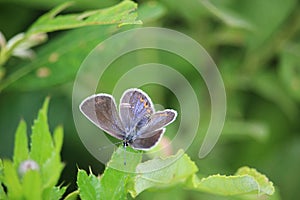 Common blue Polyommatus icarus butterfly female sitting on a meadow plant leaf.