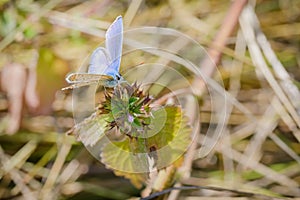 Common Blue or Polyommatus Icarus Butterfly