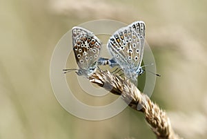 Common blue, Polyommatus icarus