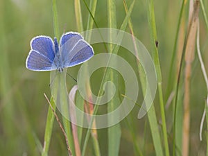 Common blue, Polyommatus icarus