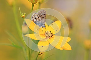 Common Blue (Polyommatus icarus) on a oxeye flower