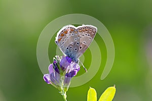 Common blue, Polyommatus icarus, on a purple flower