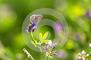 Common blue, Polyommatus icarus, on a purple flower