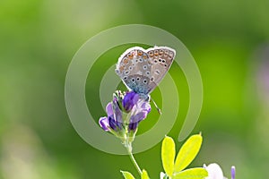 Common blue, Polyommatus icarus, on a purple flower