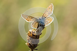 Common blue (Polyommatus icarus) resting