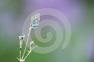 Common blue, Polyommatus icarus resting on dry plant