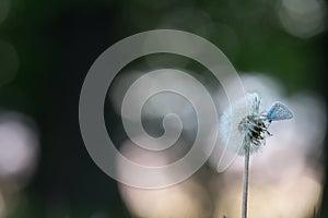 Common blue, Polyommatus icarus resting on overblown dandelion, reflections in the background