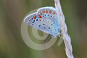 Common Blue (Polyommatus icarus) sitting on dry grass