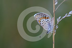 Common Blue (Polyommatus icarus) sitting on dry grass