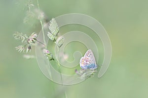 Common blue, Polyommatus icarus