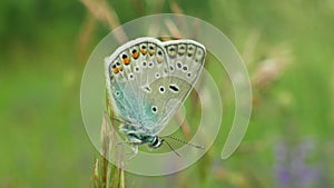 Common blue Polyommatus icarus, wild butterfly male, detail macro, common species without endangered, family Lycaenidae