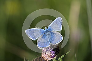 Common blue, Polyommatus icarus photo