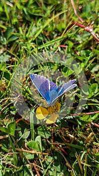 Common Blue, Polyommatus icarus on a yellow flower