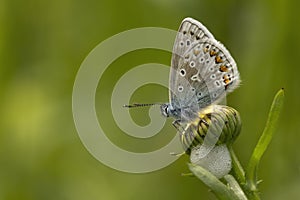 Common Blue resting on a oxeye daisy