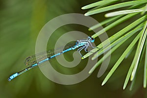 Common blue-tailed damselfly photo
