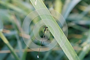 common blue tailed damselfly