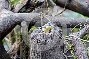 Common blue tit (Cyanistes caeruleus) on a forest stump surrounded by twigs