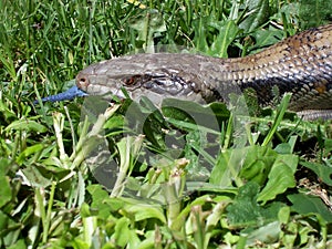 Common Blue Tongue Lizard - Portrait