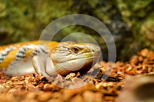 Common blue-tongued skink Tiliqua scincoides