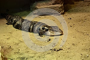 common blue-tongued skink, Tiliqua scincoides, lies on warm ground