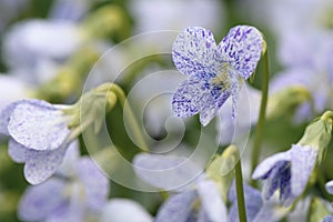 Common blue violet Viola sororia Freckles violet-purple, speckled flower close-up