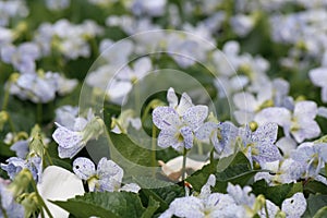 Common blue violet Viola sororia Freckles violet-purple, speckled flowers