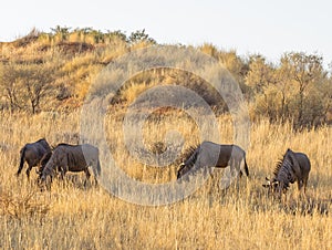 Common or Blue Wildebeest.