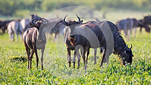 Common Wildebeest herd foraging on grass