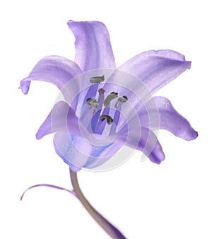 Common bluebell flower