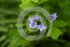 Common Bluebell, hyacinth non-scripta, with waterdrops close-up macro