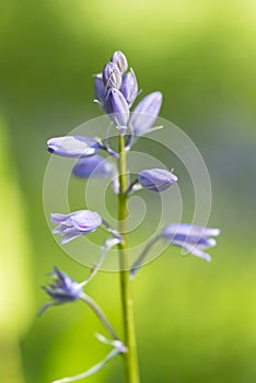Common Bluebell, hyacinth non-scripta, with waterdrops close-up macro
