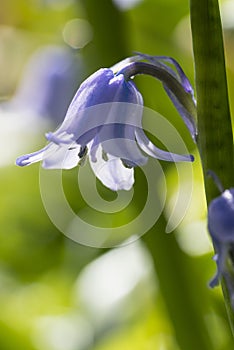 Common Bluebell, hyacinth non-scripta, with waterdrops close-up macro