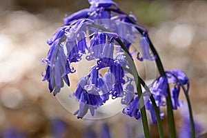 Common bluebell hyacinthoides non scripta