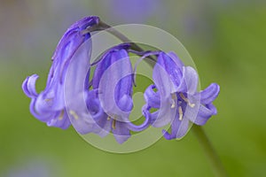 Common Bluebell Hyacinthoides non-scripta