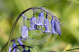 Common bluebell hyacinthoides non scripta flower