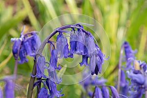 Common bluebell hyacinthoides non scripta flower