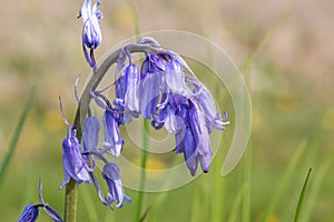 Common bluebell hyacinthoides non scripta flower