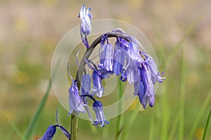 Common bluebell hyacinthoides non scripta flower