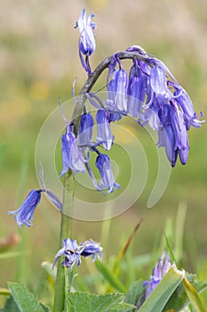 Common bluebell hyacinthoides non scripta flower