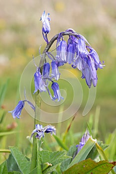 Common bluebell hyacinthoides non scripta flower