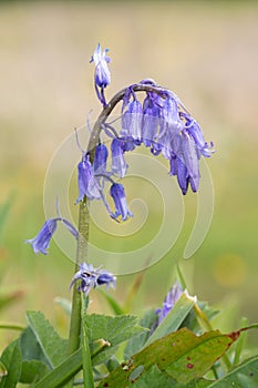 Common bluebell hyacinthoides non scripta flower