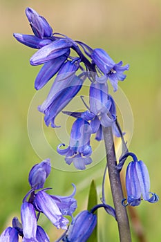 Common bluebell hyacinthoides non scripta flower