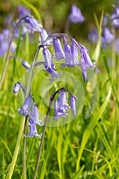 Common bluebell hyacinthoides non scripta flower