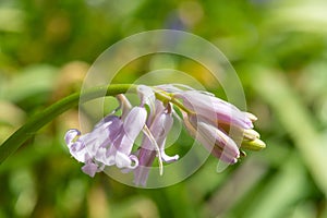 Common bluebell hyacinthoides non scripta flower