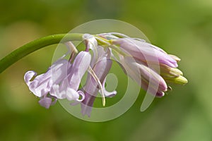 Common bluebell hyacinthoides non scripta flower