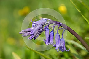 Common bluebell hyacinthoides non scripta flower photo